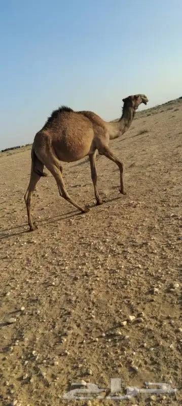 بكره لقيه تتدخل اشتا ذا جذاعه دبينيه 7