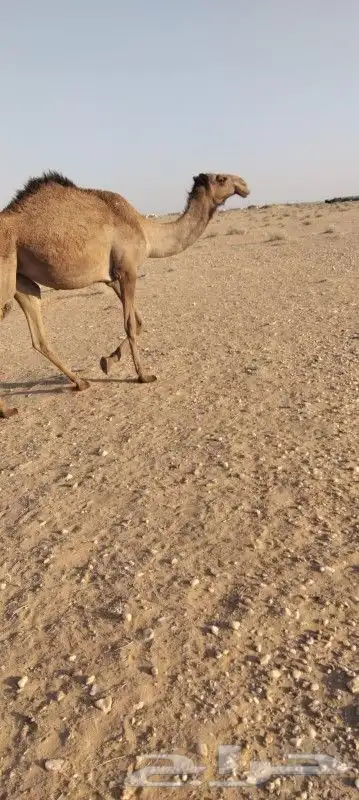 بكره لقيه تتدخل اشتا ذا جذاعه دبينيه 3