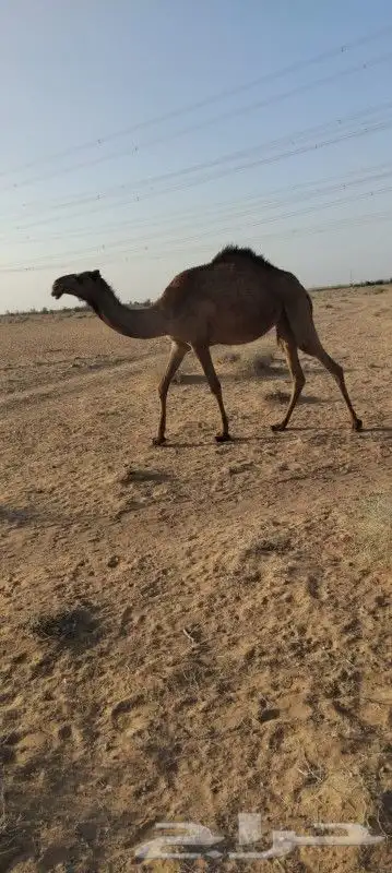 بكره لقيه تتدخل اشتا ذا جذاعه دبينيه 4