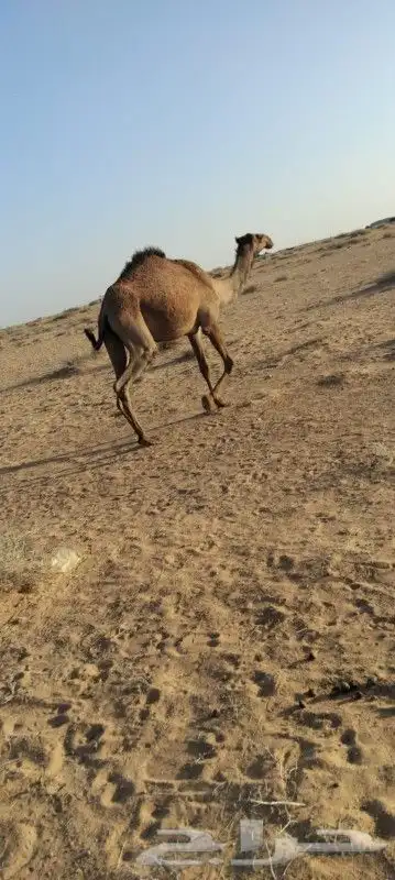 بكره لقيه تتدخل اشتا ذا جذاعه دبينيه 0