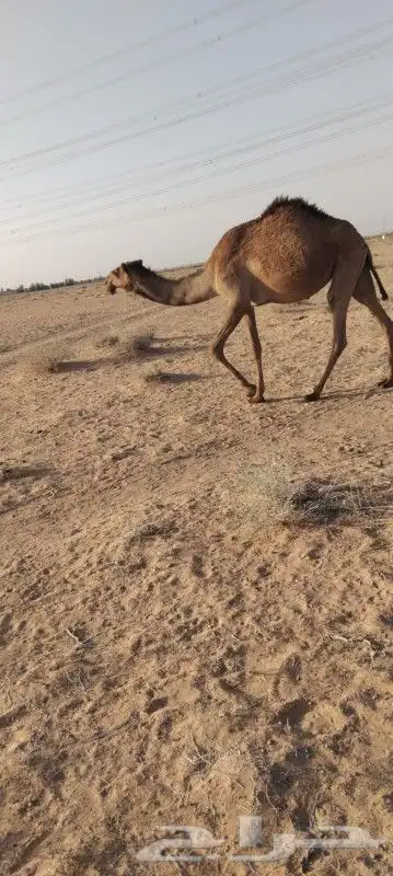 بكره لقيه تتدخل اشتا ذا جذاعه دبينيه 6