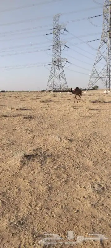 بكره لقيه تتدخل اشتا ذا جذاعه دبينيه 5