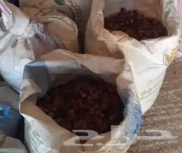 تمر نفيع للحلال 2