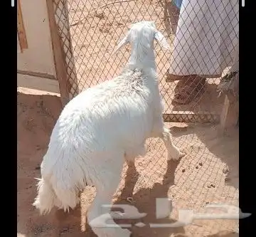 خروف حري فل ظهر وطرف 1