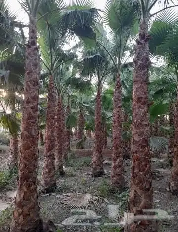 شبوك ونخيل وزيتون 7