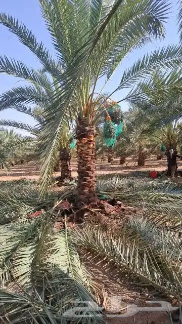 يوجد لدينا جميع انواع النخيل وجميع المقسات المثمرة وزينه 3