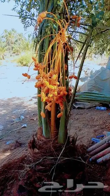 يوجدلديناجميع انواع انخيل المثمره 2