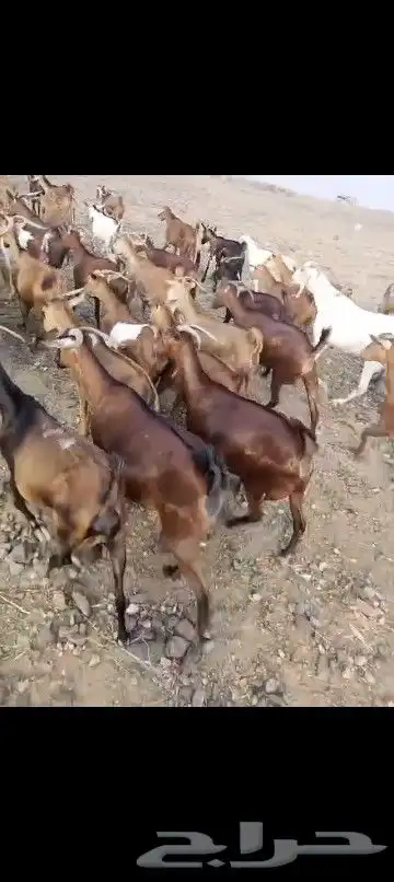 غنم دهم للبيع العدد 200رس مرح واحد 2