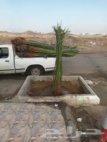 يوجد لدينا جميع انواع النخيل 9