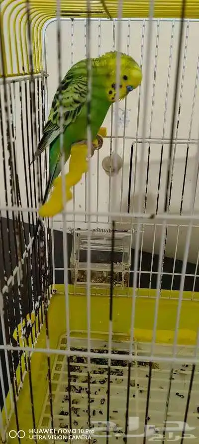 حبة من الطيور 2