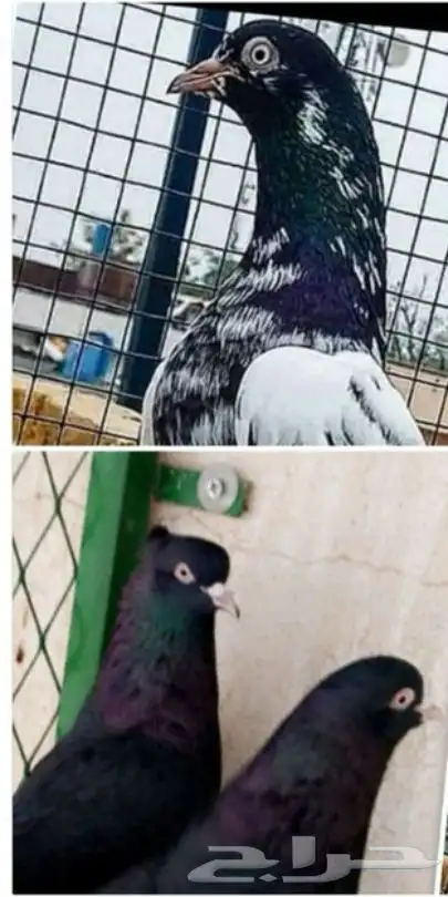 مطلوب حمام الخرج او الرياض 0