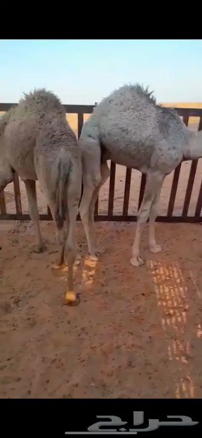 قعدان للبيع 0