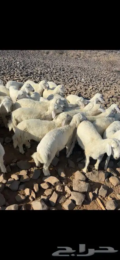 مكه الطايف 0