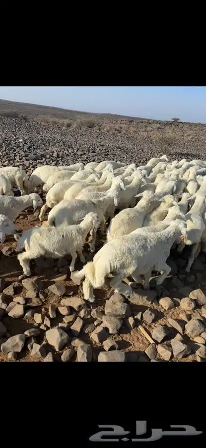 مكه الطايف 1