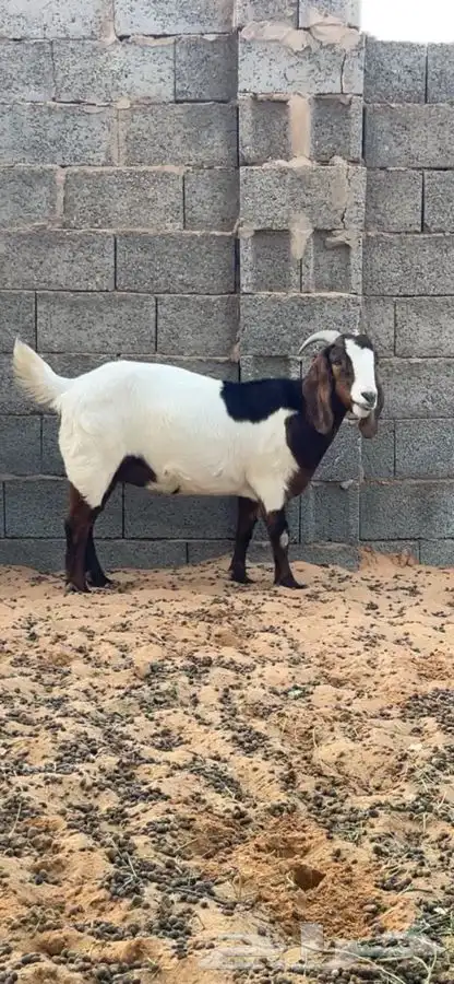 ماعز بورقت 1