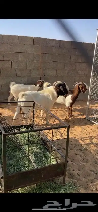 ماعز بورقت 3