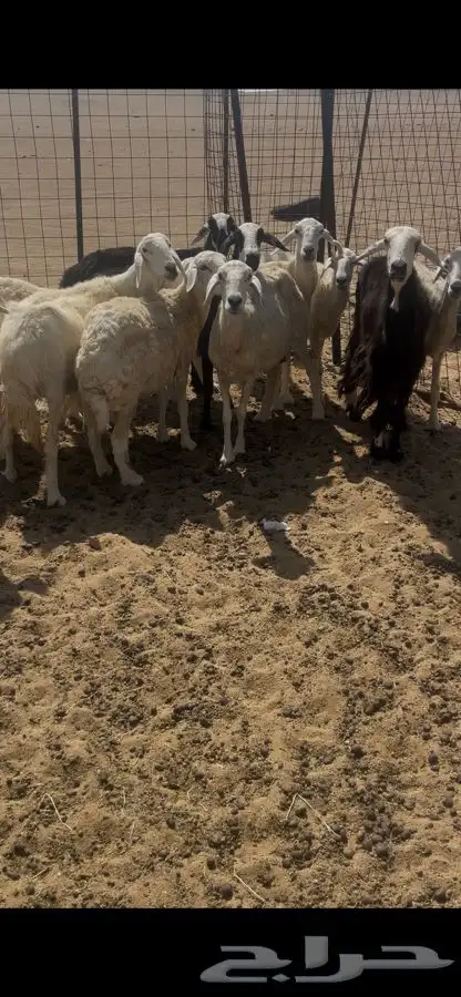 نعاج دفيع ومضاريع 1