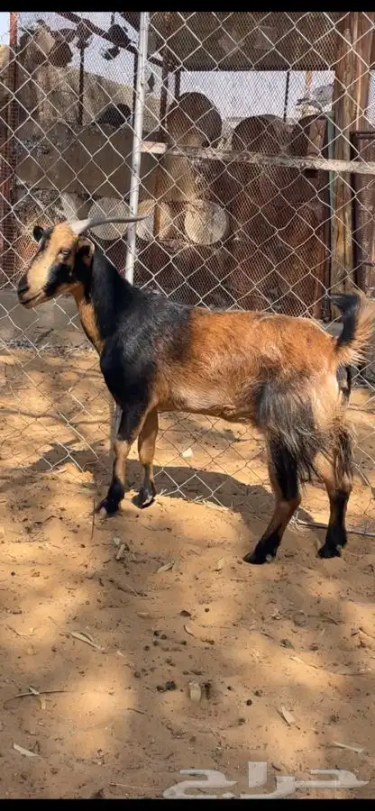 معزا عمانيات 5