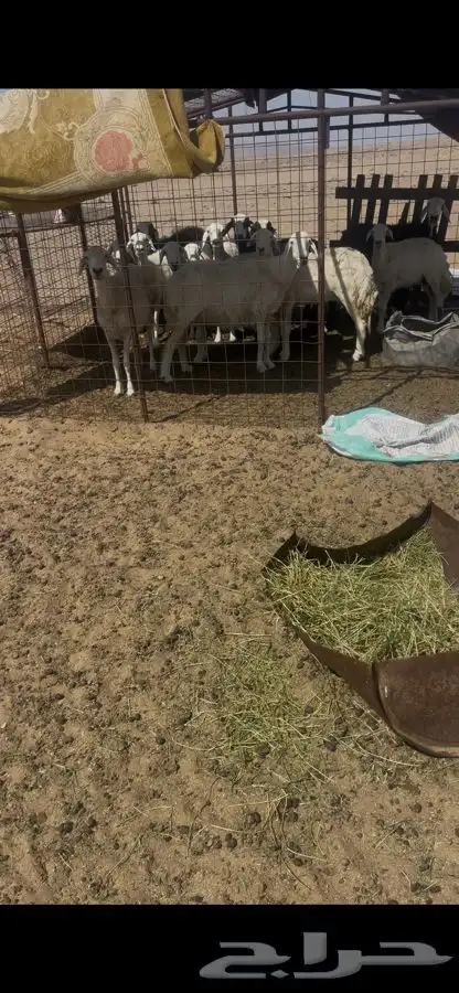 نعاج دفيع ومضاريع 2