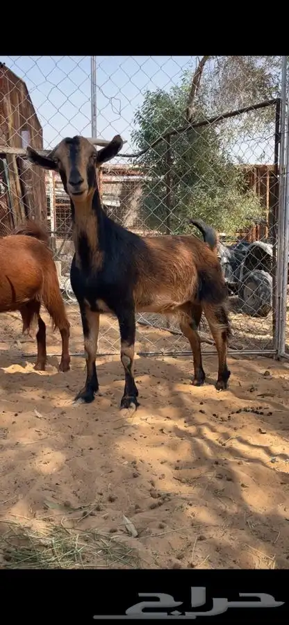 معزا عمانيات 4