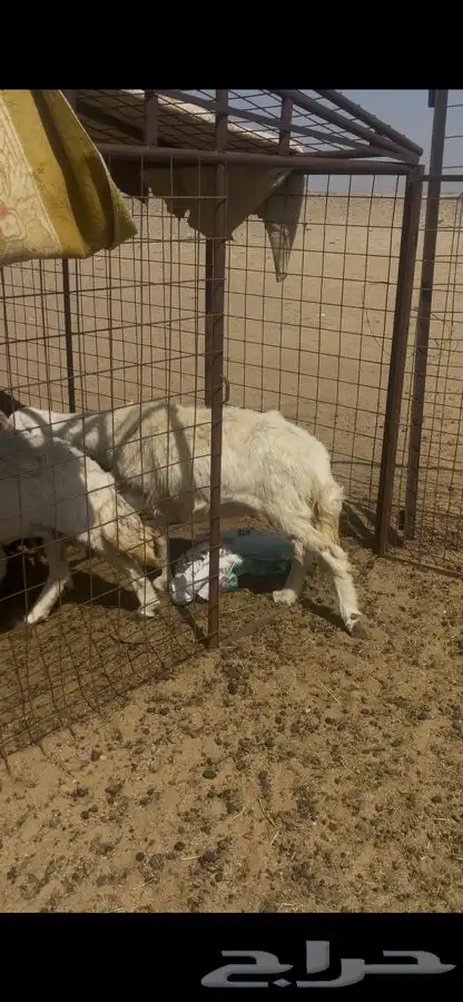 نعاج دفيع ومضاريع 3