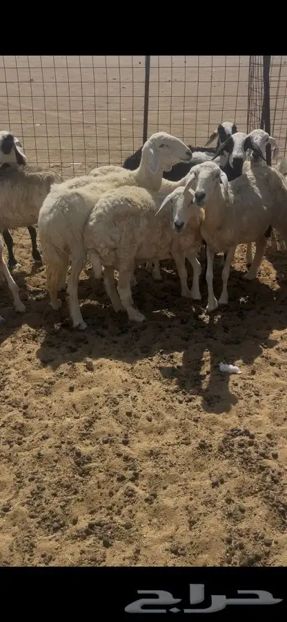 نعاج دفيع ومضاريع 0