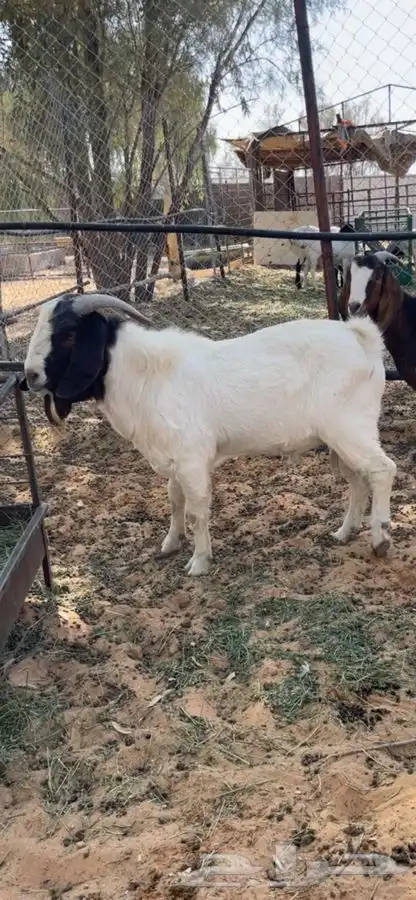 ماعز بورقت 0