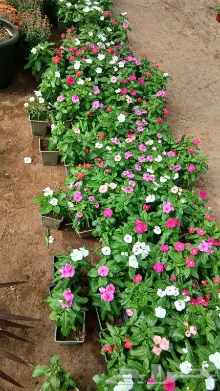 يوجد جميع انواع الاشجار والنباتات يوجد تيل طبيعي 6