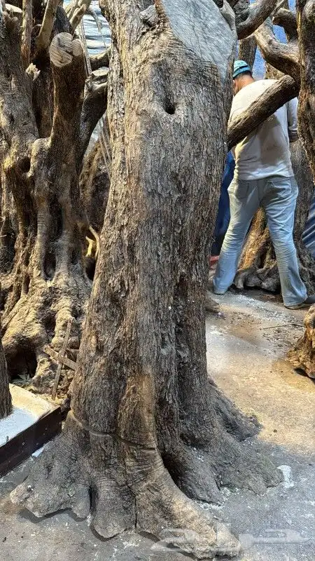 يوجد لديناء شجر الترمناليا وأشجار الزيتون وشجر الظل والأشجار 0