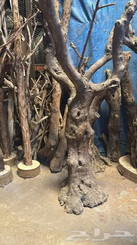 يوجد لديناء شجر الترمناليا وأشجار الزيتون وشجر الظل والأشجار 2