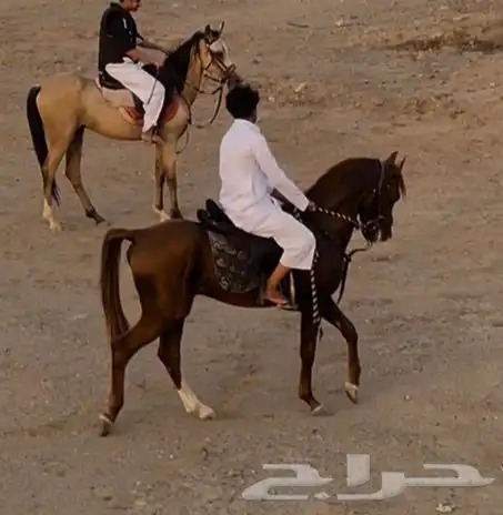 حصان شعبي فاخر حار 3