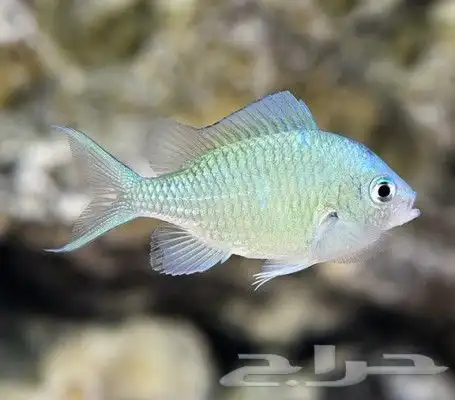 جده حي الثغر 12