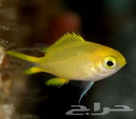 جده حي الثغر 11