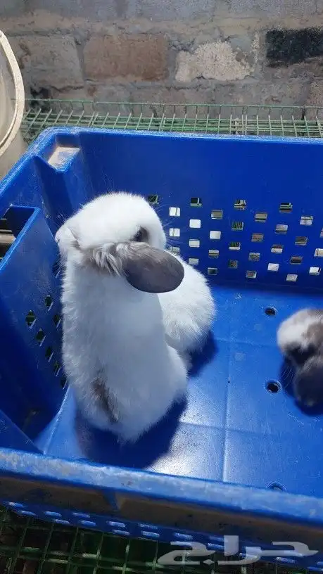 متوفر أرنبه أنتي هولندي لوب دم صافي 7