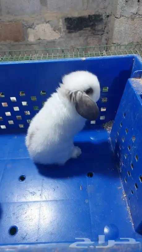 متوفر أرنبه أنتي هولندي لوب دم صافي 6