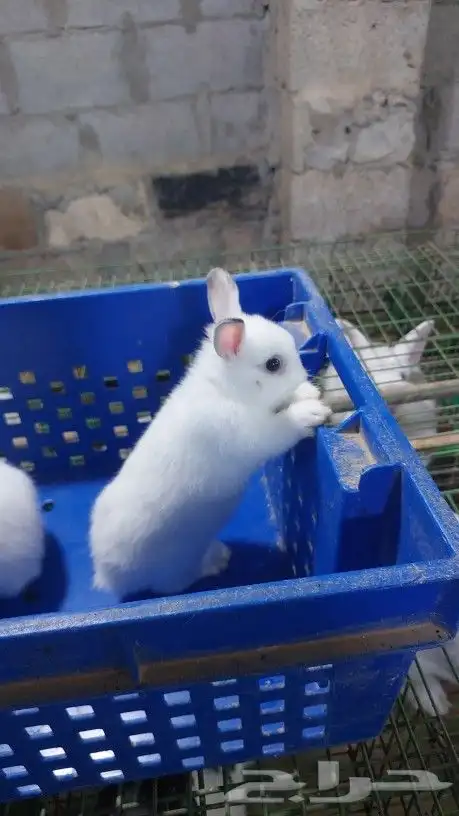 متوفر أرانب هولندي قزم دم صافي 7