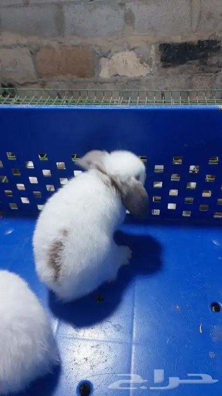 متوفر أرنبه أنتي هولندي لوب دم صافي 5