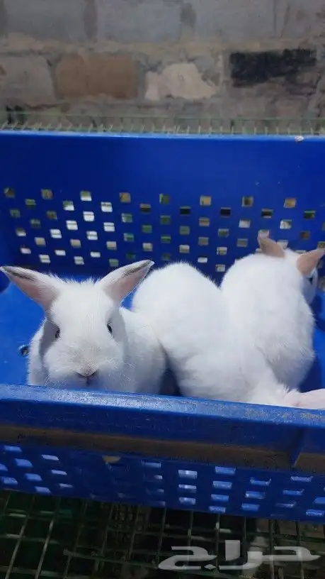 متوفر أرانب هولندي قزم دم صافي 6