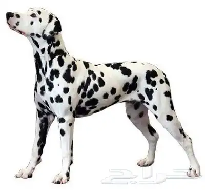 دلميشن انثى 0