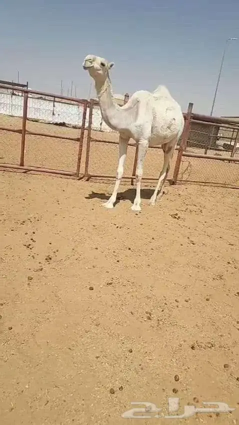 بكار للبيع 1