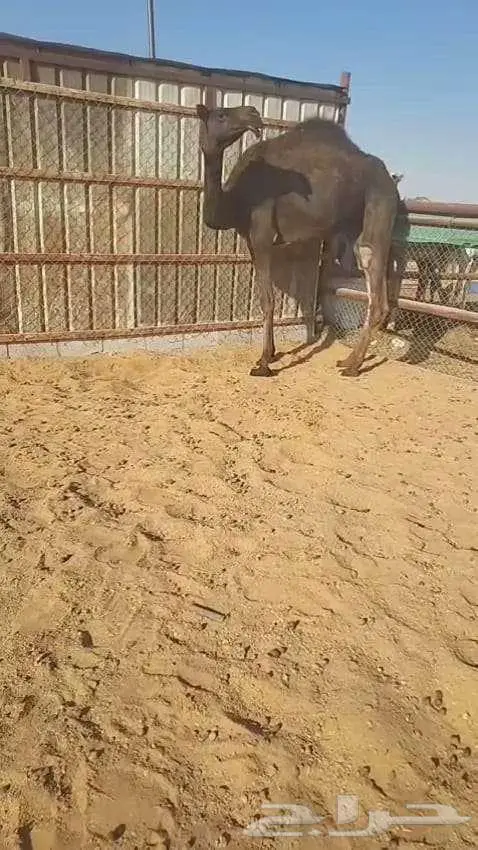 بكار للبيع 2