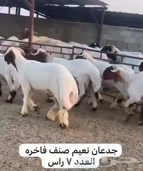 جدعان نعيم صنف للبيع 1