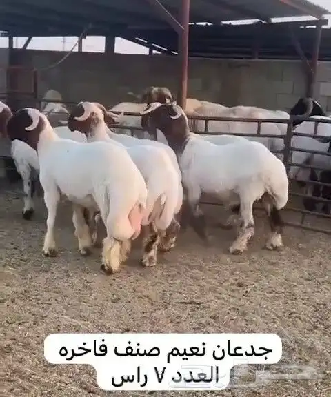 جدعان نعيم صنف للبيع 2