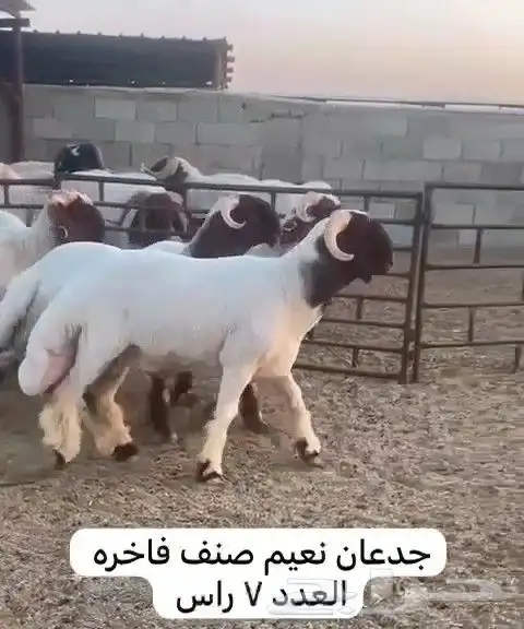 جدعان نعيم صنف للبيع 3