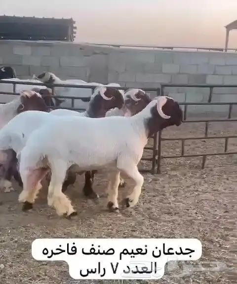 جدعان نعيم صنف للبيع 0