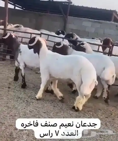 جدعان نعيم صنف للبيع 4