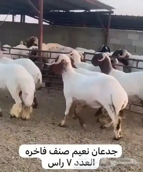 جدعان نعيم صنف للبيع 5