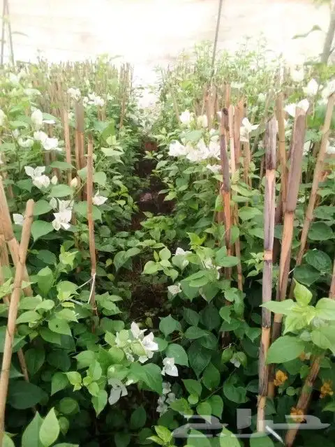 يوجد جميع انواع الاشجار والنباتات يوجد تيل طبيعي 1