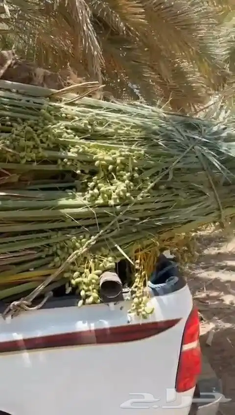 نخل للبيع طالع بتجاه تبوك بجميع مقاساته 3