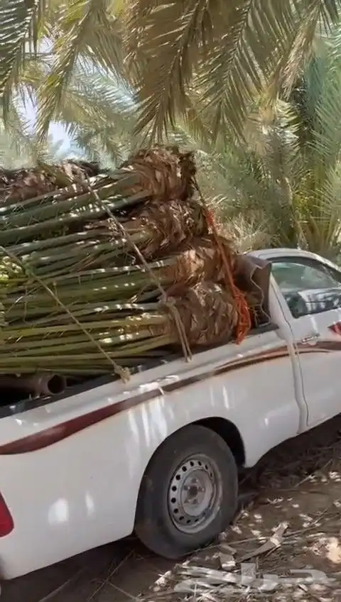 نخل للبيع طالع بتجاه تبوك بجميع مقاساته 2